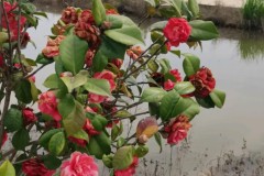 阿森纳边锋马杜埃凯重伤，阿森纳面临进攻调整与挑战